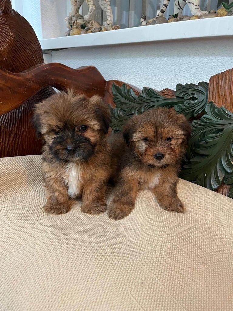 Shih tzu x yorkie