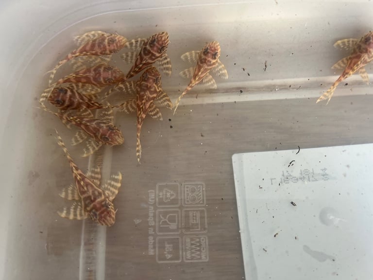 L333 Albino. Rare in UK. 1-2”. £40