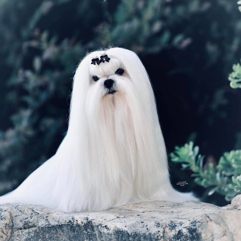 Gorgeous Tiny Maltese Puppies