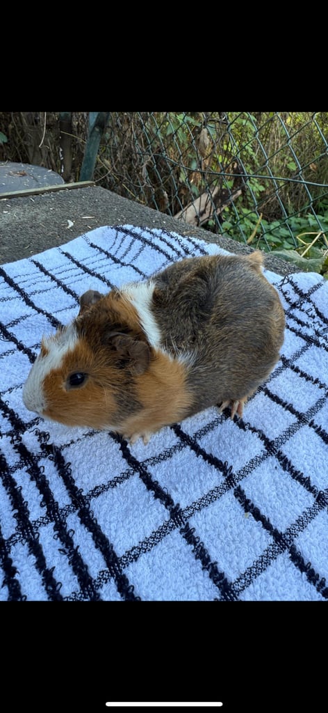 3 x Male guinea pigs