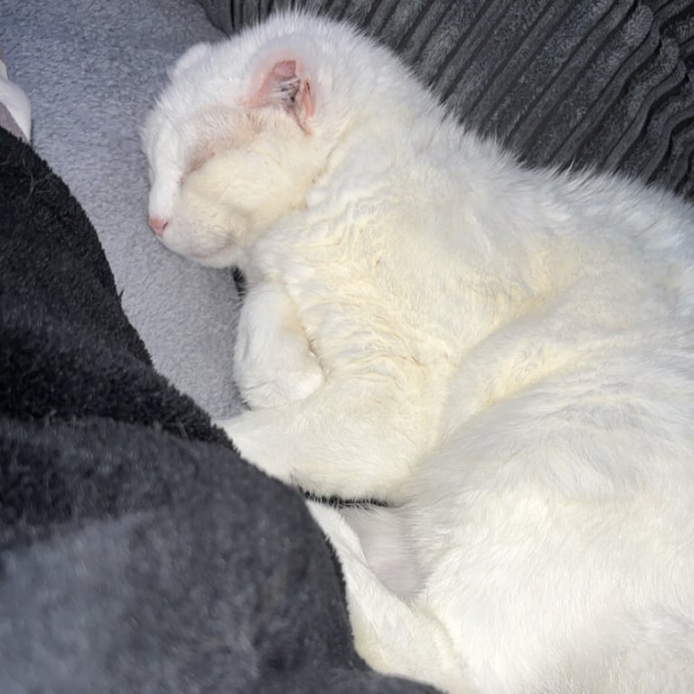Rescue cat
