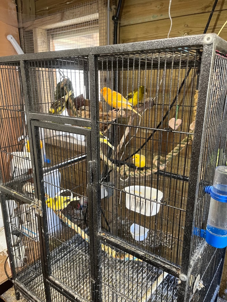 image for Canarys for sale 