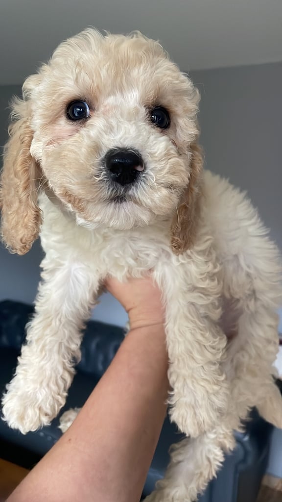 Beautiful Cockapoo puppies ready to go 