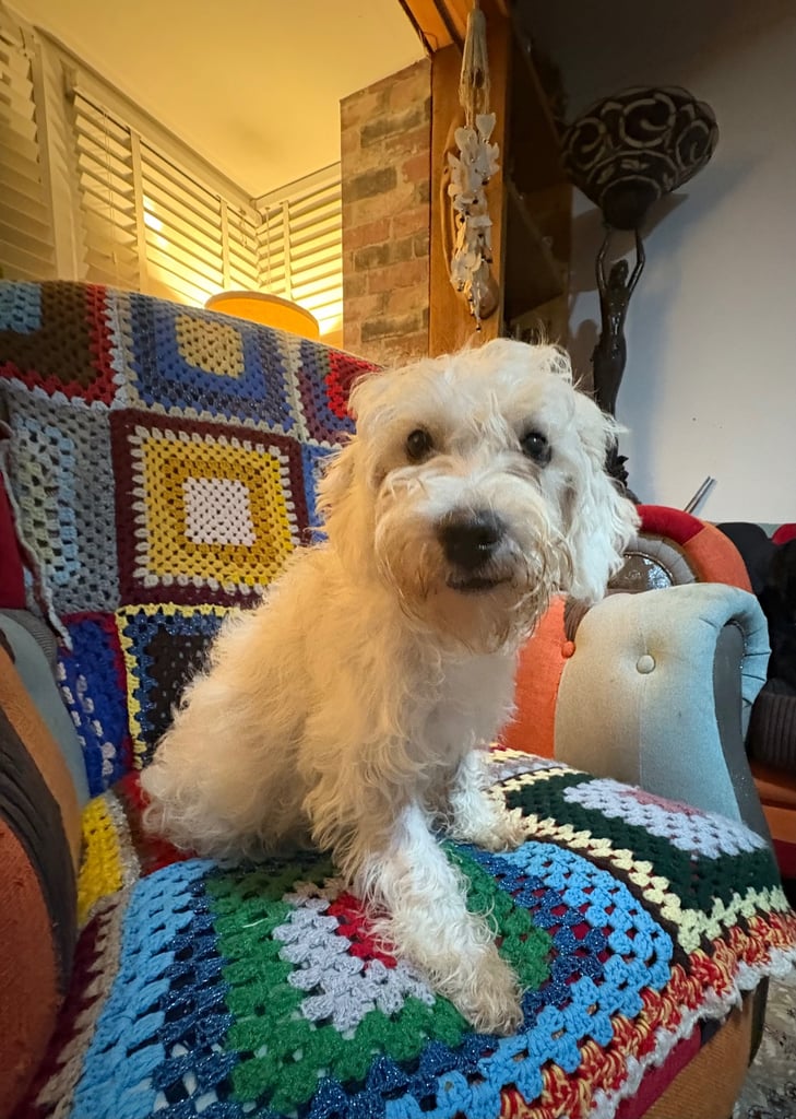 image for Beautiful baby girl looking for her forever home 💗