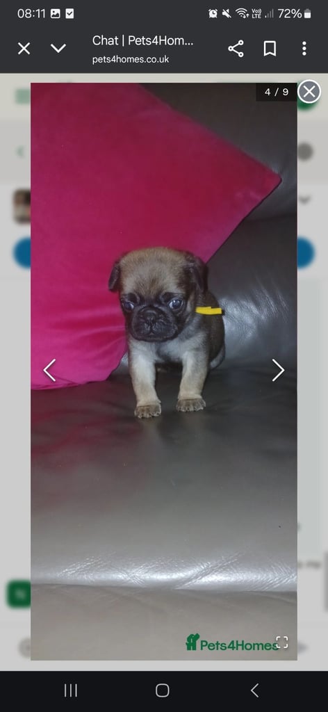 Pug puppies 