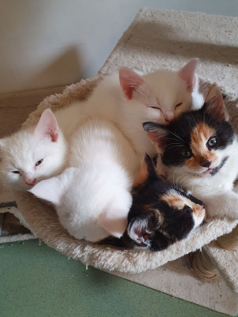Stunning kittens 
