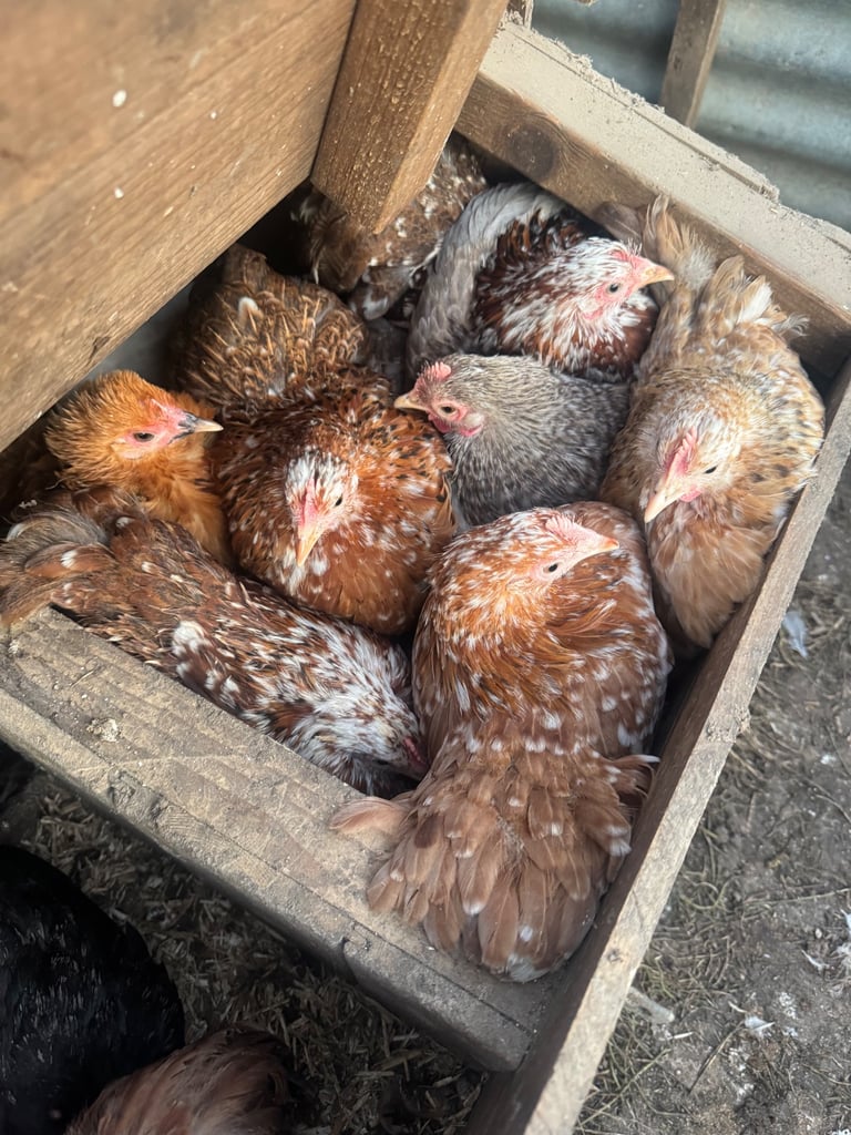 Pekin bantam Wyandotte Brahma light Sussex & lots more hens chicks chickens 