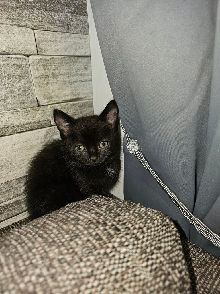 image for Kittens for sale