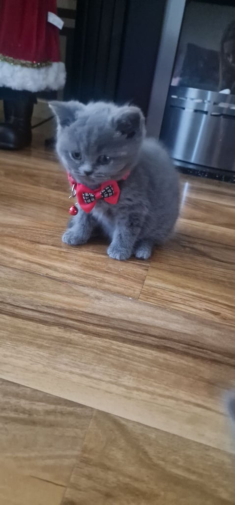  British Shorthair kittens ready to go
