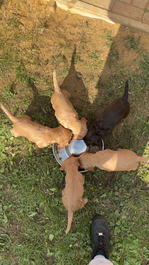 KC Cocker Spaniel Puppies