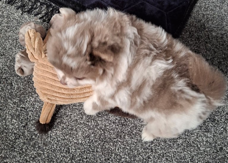 Pommeranian lavender merle bitch puppyREDUCED 