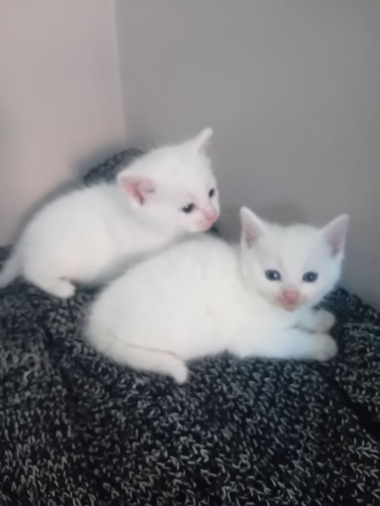 Kittens 