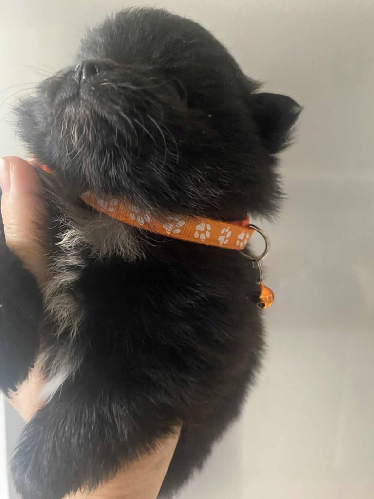 Pomeranian puppies 