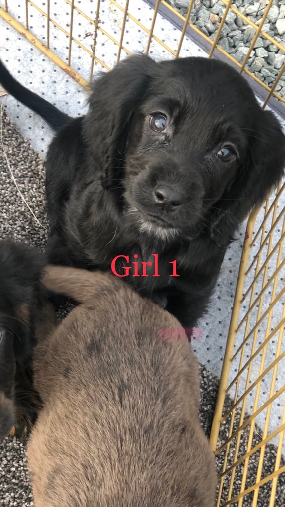 Cocker spaniel 