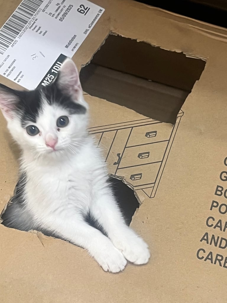 Little girl kitten, eight weeks old