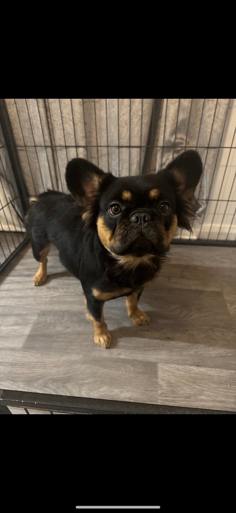 image for Fluffy frenchie 