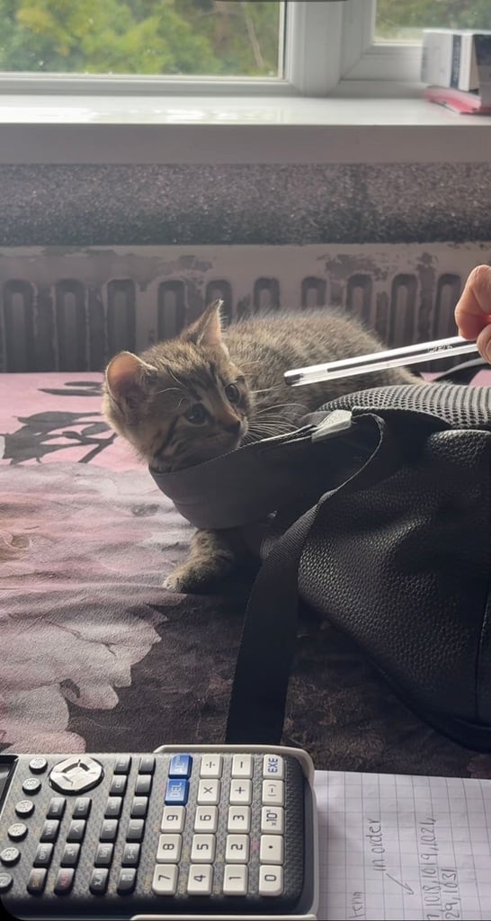 Tabby kitten