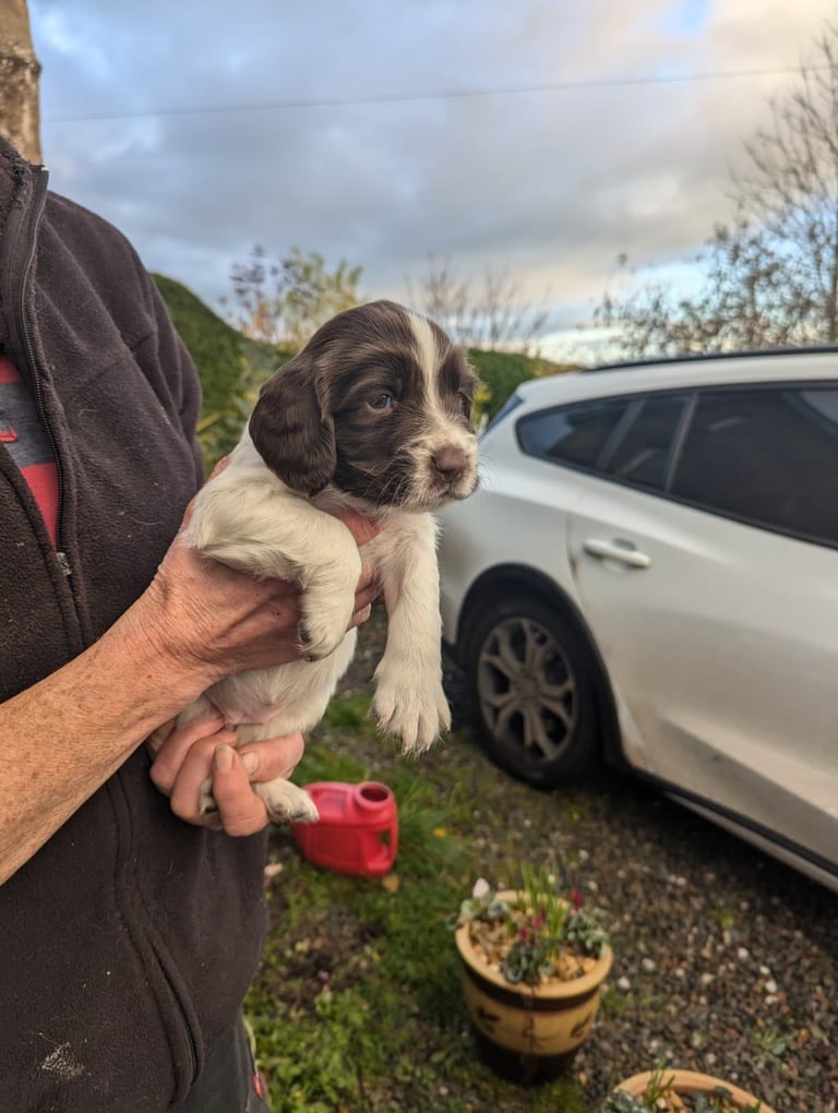 English Springer Spaniel Puppies 