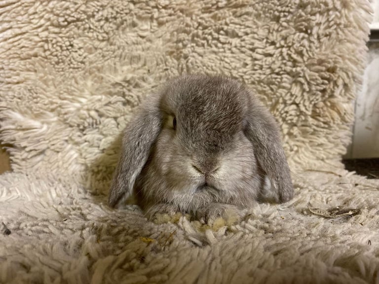 Mini lop boys
