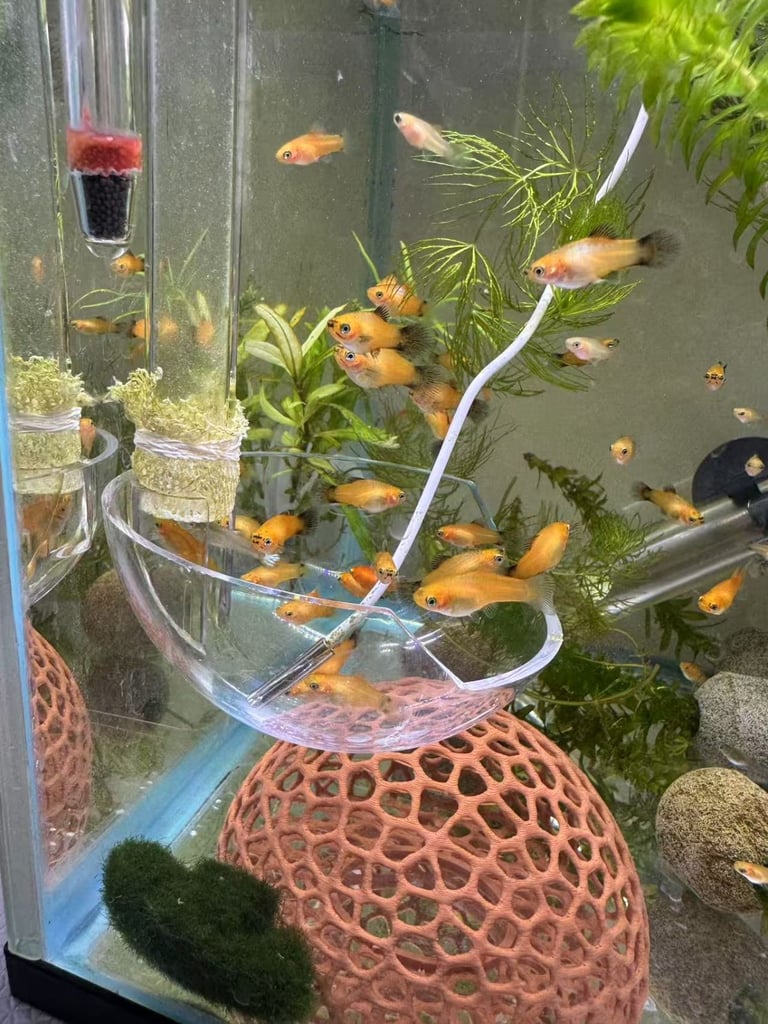 Small platys and Guppys for sale £1 each-Fish only