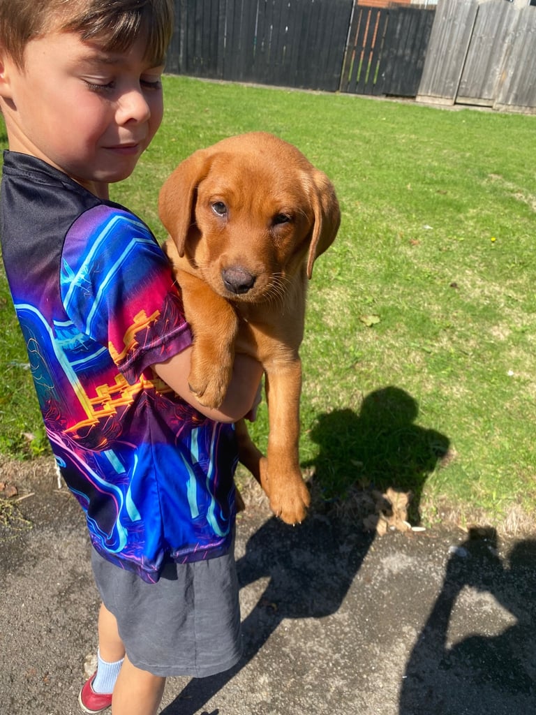 READY NOW Kc reg Labrador puppies both jabs microchip flea worm insured 