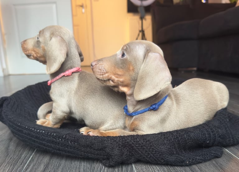 Miniature Dachshund Puppies 