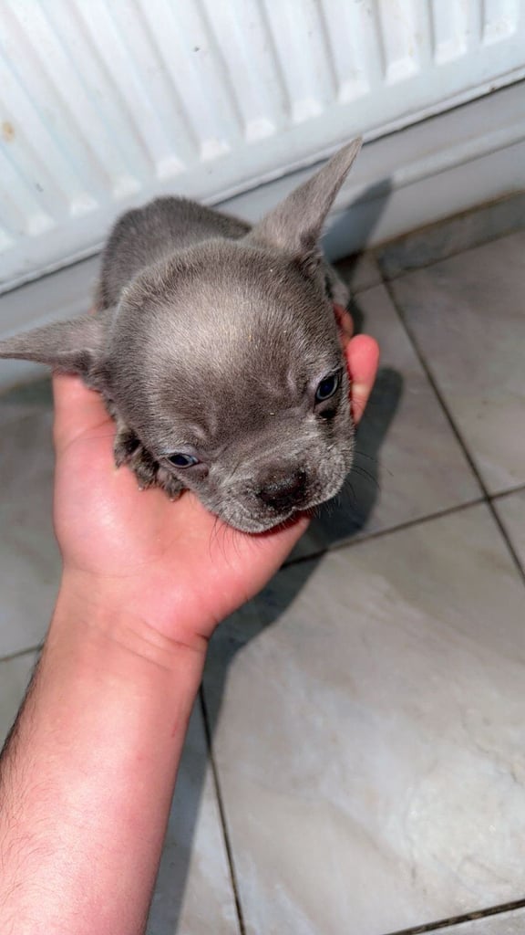 Beautiful French Bulldog Puppies