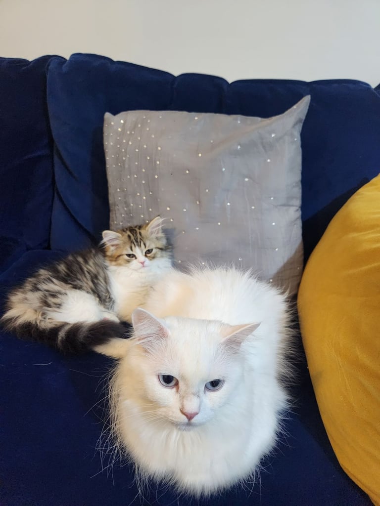 Pure persian doll face chinchilla kitten 