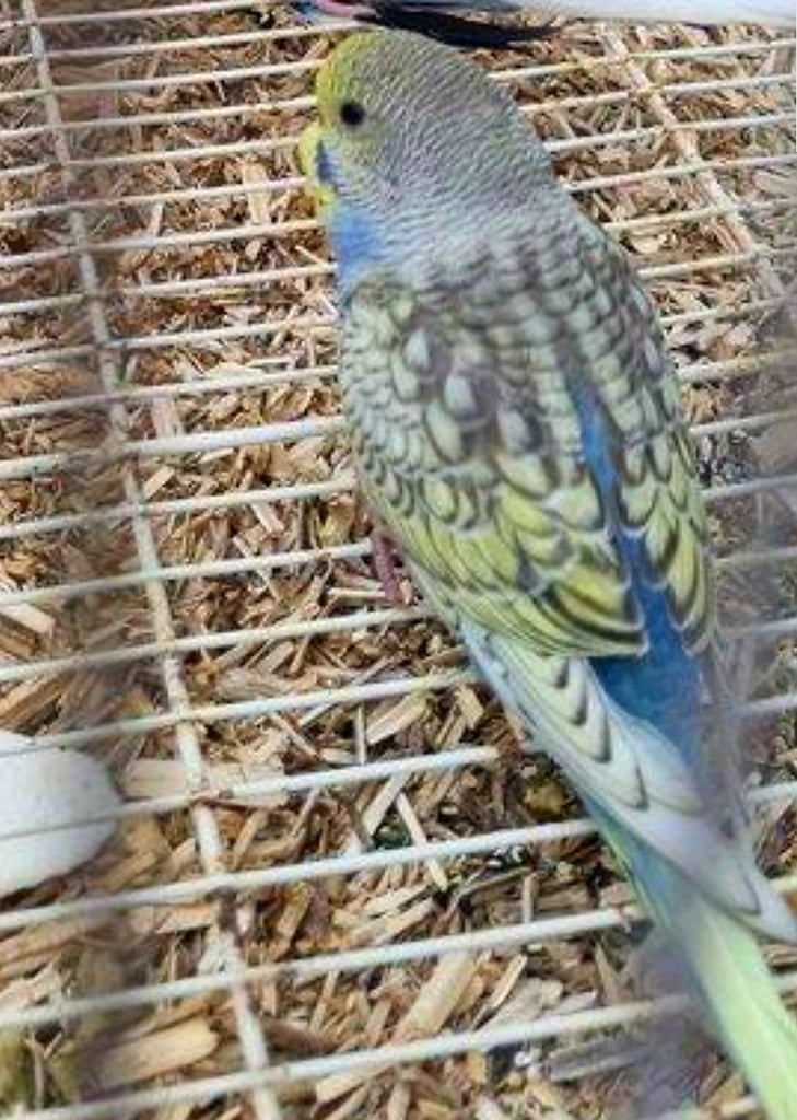 Baby Budgies Only 2 Females Left!