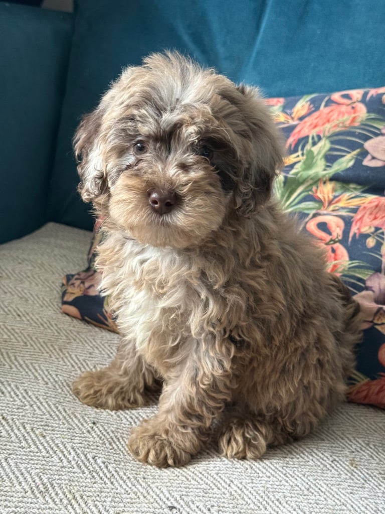 Stunning Cockapoo puppy’s 