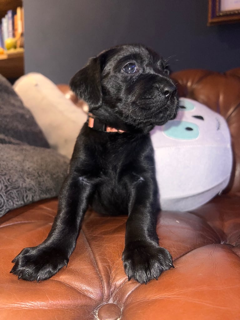 Perfect, High Quality Labrador Puppies  Castlereagh Co Down 