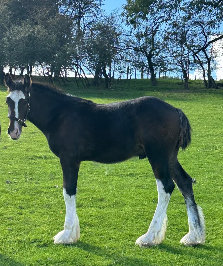 Shire Colt Foal For Sale 