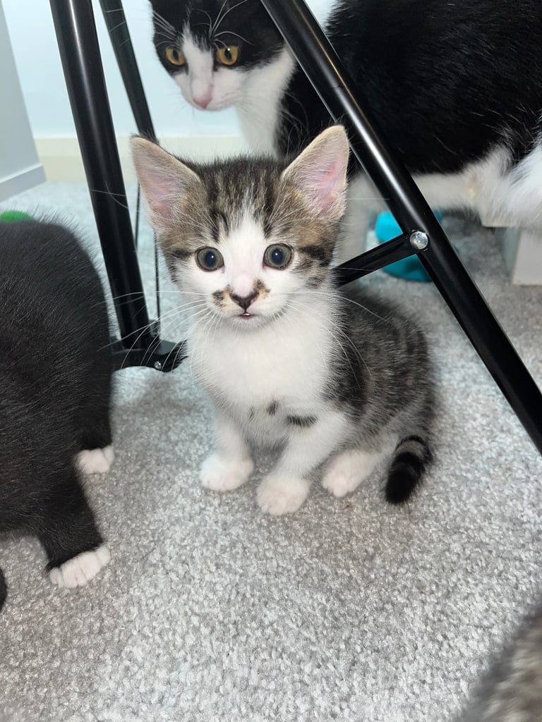 Kittens for sale 