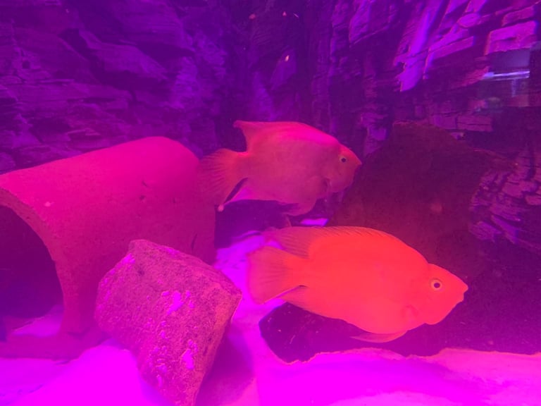 Parrot fish 9