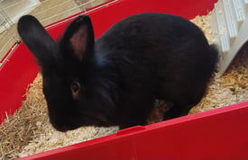 Rabbit looking for loving home 