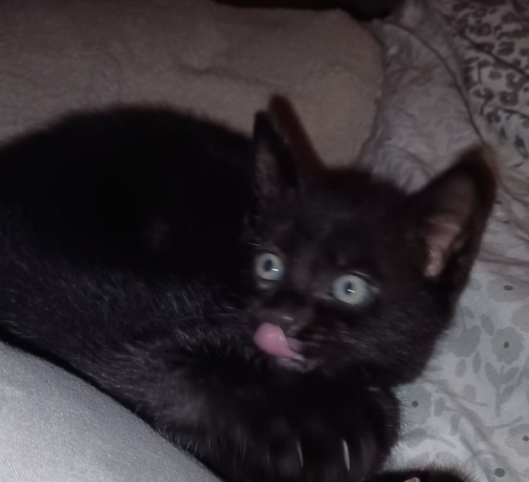 2 gwjus kittens 