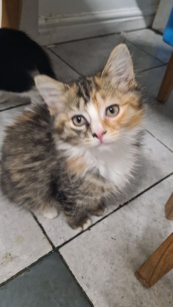Beautiful tabby male female kittens 