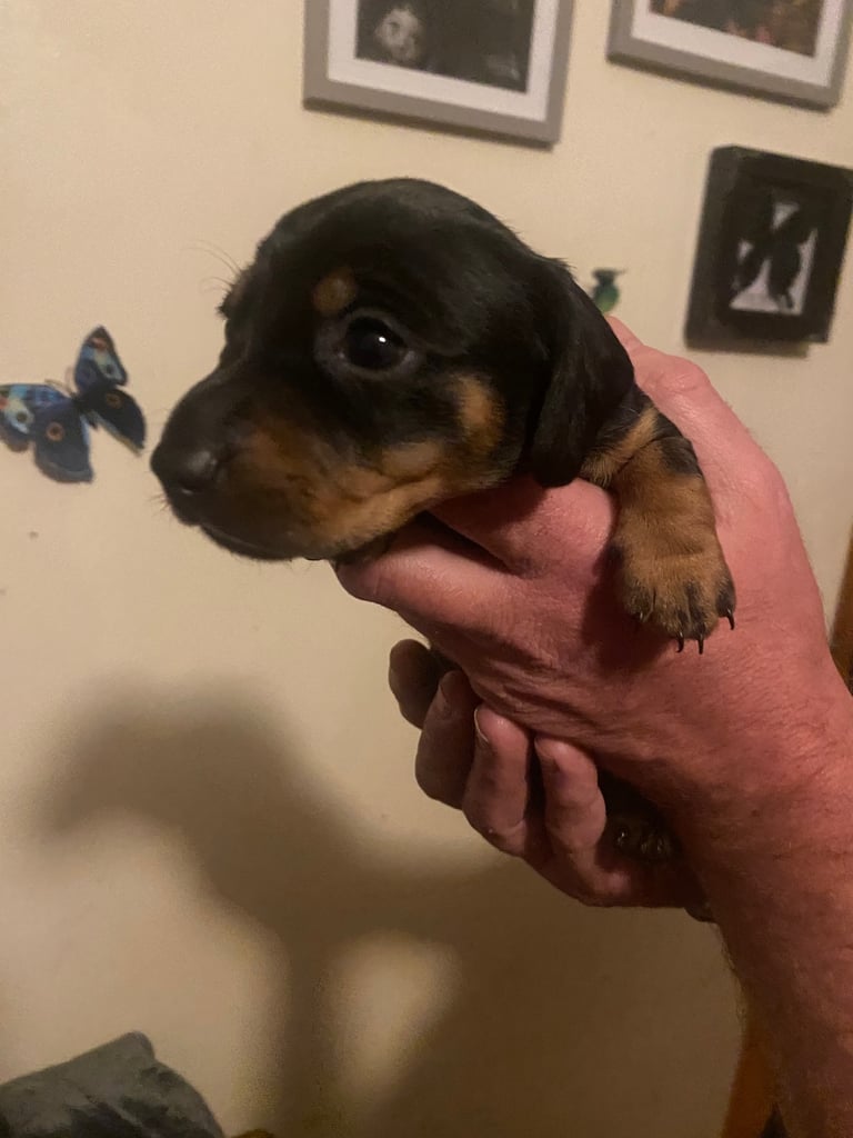 image for Miniature dachshunds 