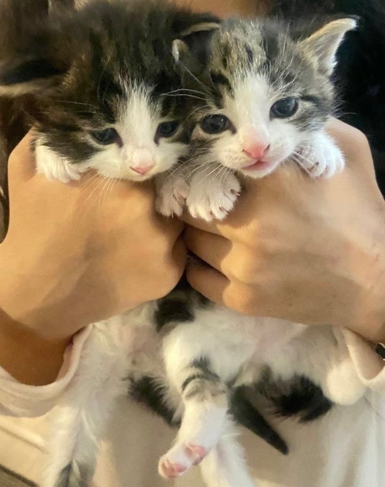 Kittens for sale 