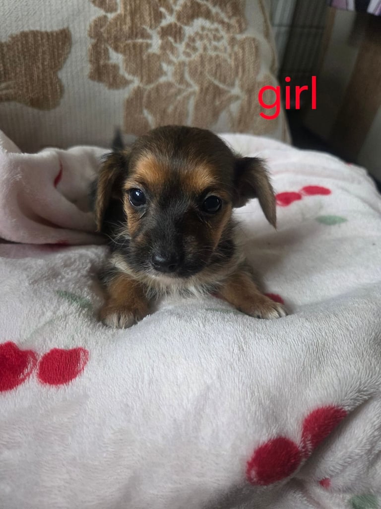 Yorkshire terrier x jackrussell 
