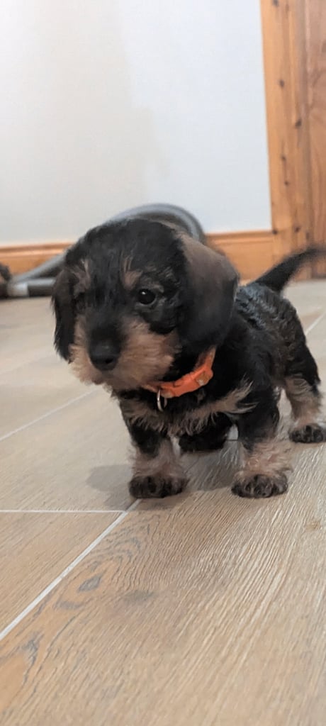 Miniature wire haired dachshund puppies IKC Reg