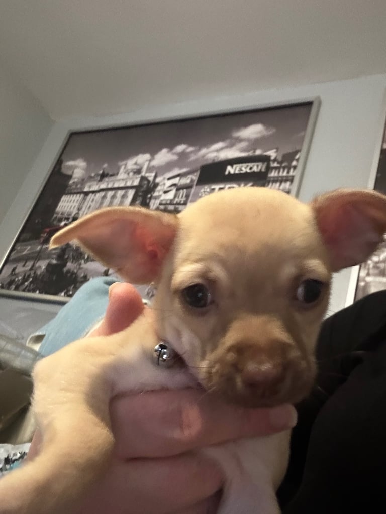 image for 9 week Chihuahua puppies