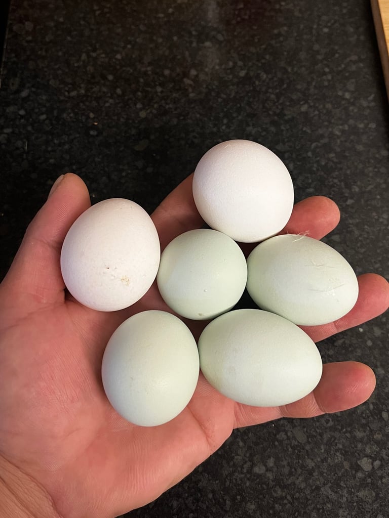 4 Ducks and 10 chickens 