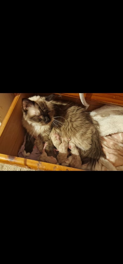 READY NOW- Last little girl pure Ragdoll kitten 