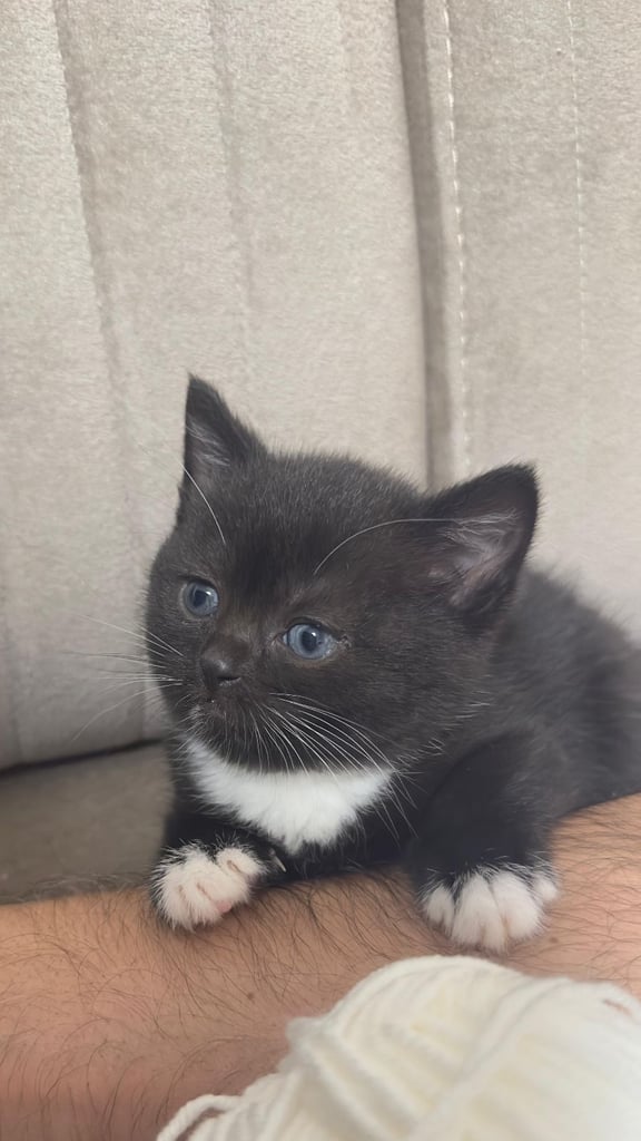 Adorable Kittens Looking for Their Forever Homes 🐾