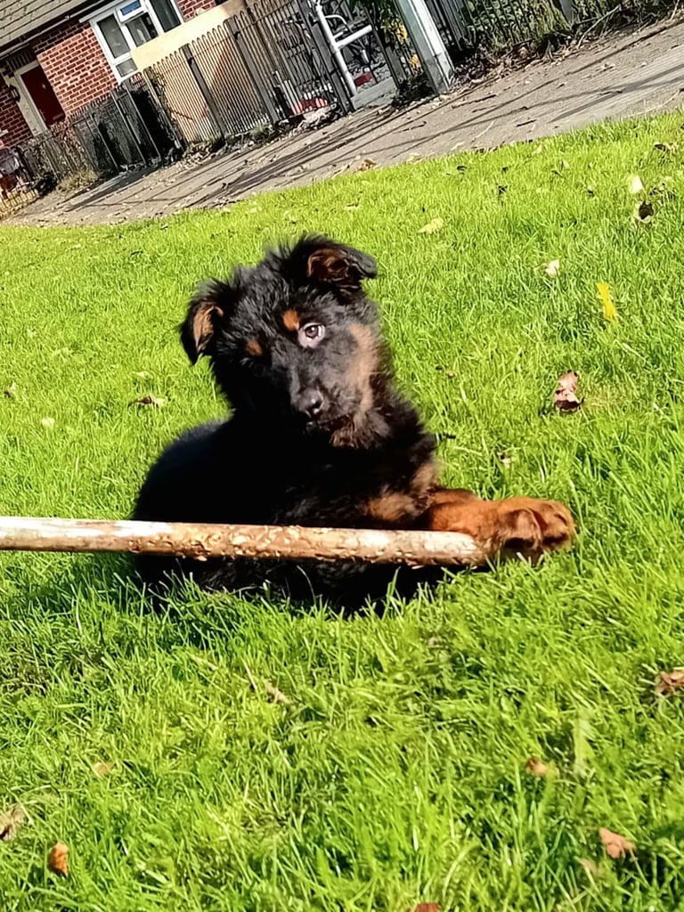 German shepherd puppy 