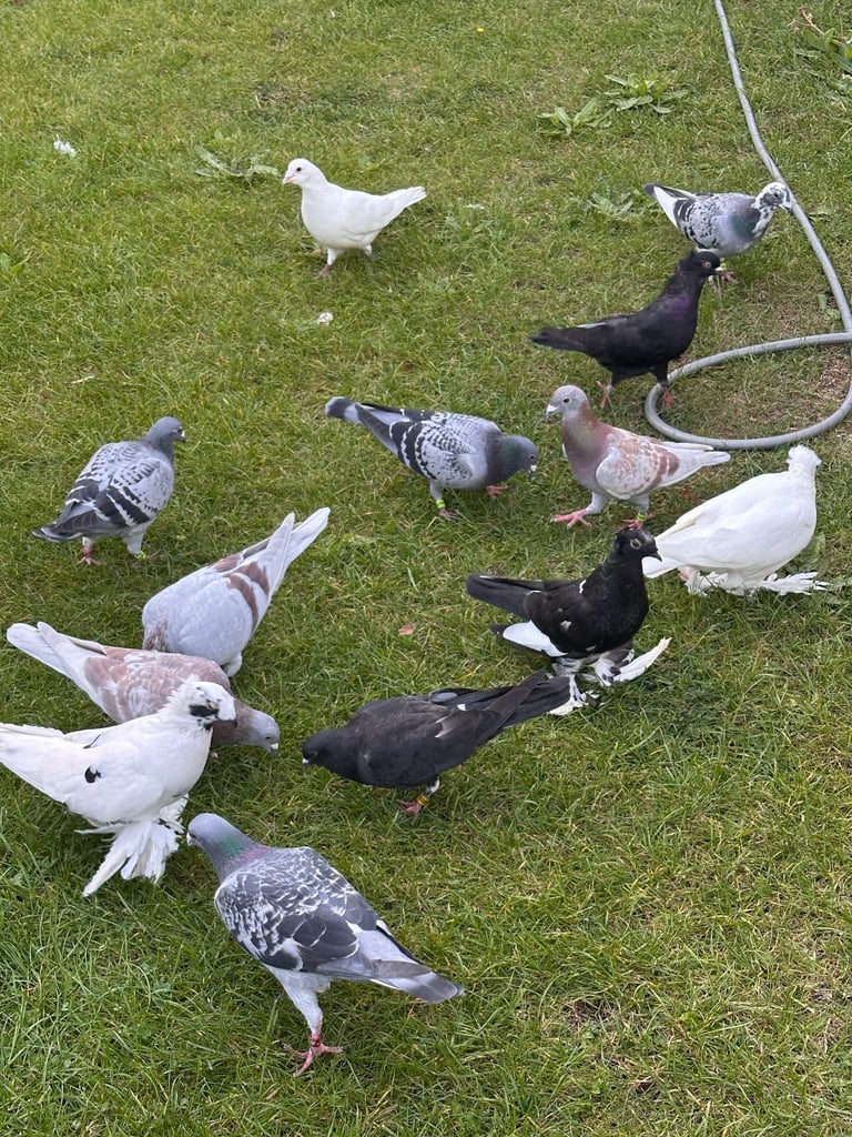Beautiful Pigeons 