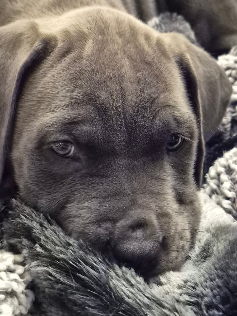 Cane  Corso pups 
