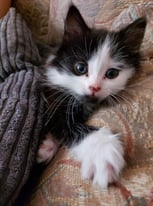 Black & White Girl Kitten