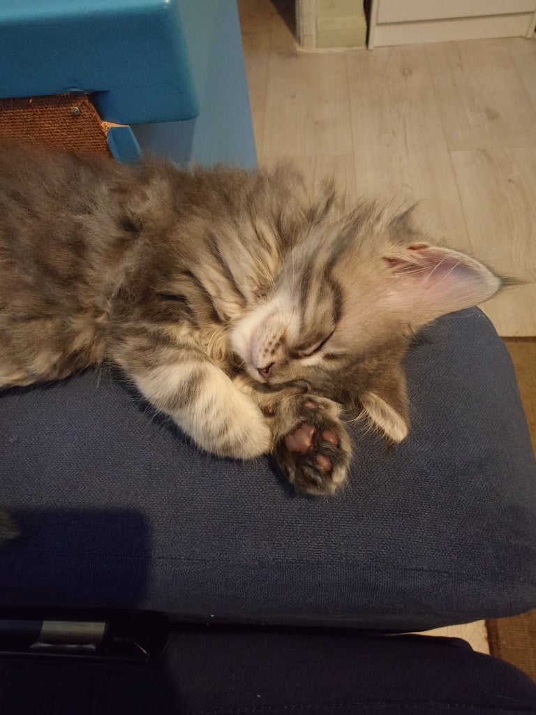 Purebred Maine Coon Kittens 